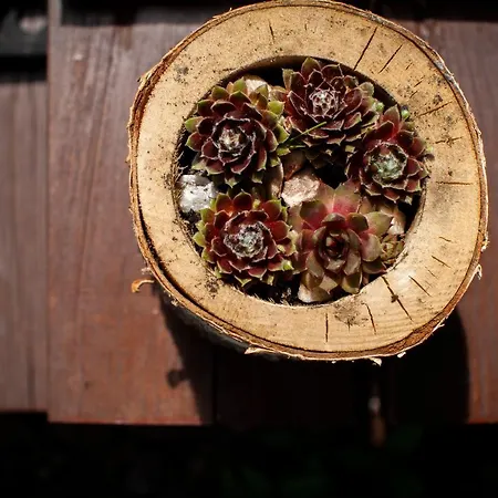 Letniskowe Bory Tucholskie - Klimatyzacja Wifi Sauna Jacuzzi Mecikal