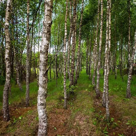 Tatil Evi Letniskowe Bory Tucholskie - Klimatyzacja Wifi Sauna Jacuzzi *